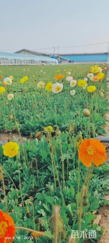 高度15厘米冰岛虞美人