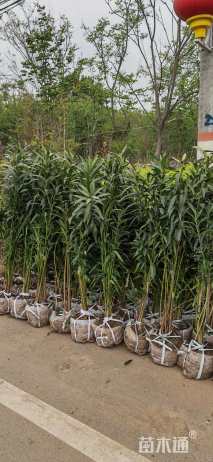 高度150厘米夹竹桃