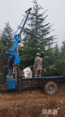 高度900厘米雪松