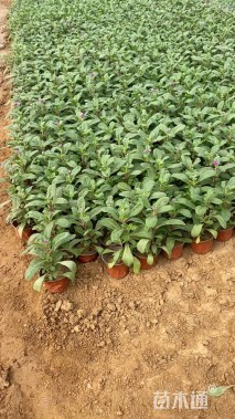 高度20厘米千日红