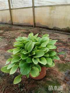 高度15厘米玉簪