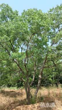 45公分(5杆)丛生乌桕