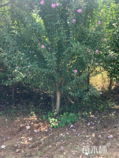 高度300厘米木槿
