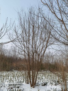 高度600厘米丛生三角枫