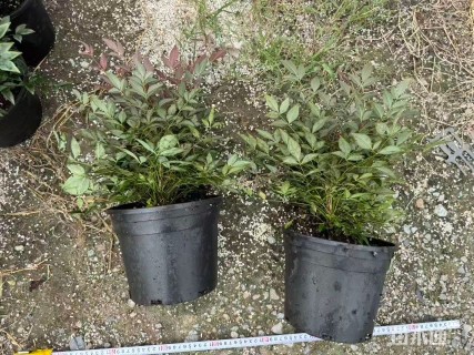 高度25厘米南天竹