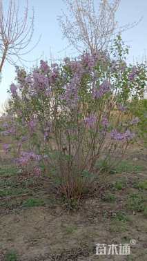 高度150厘米丛生紫丁香