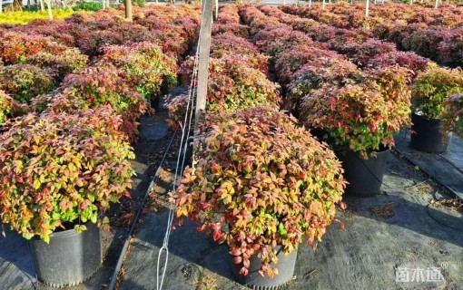 高度60厘米火焰南天竹