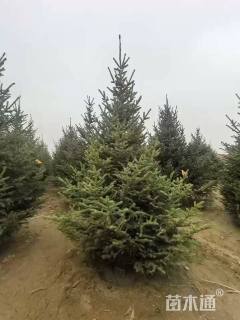 高度300厘米云杉