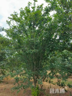 14公分西府海棠