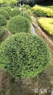 冠幅100厘米龟甲冬青球