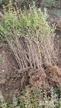 高度120厘米小叶女贞