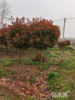 8公分高杆红叶石楠