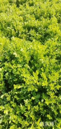 高度30厘米瓜子黄杨