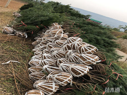 高度120厘米白皮松