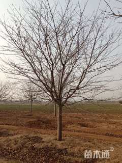 12公分染井吉野樱