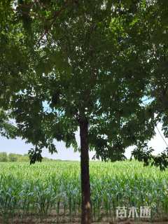 15公分金叶白蜡