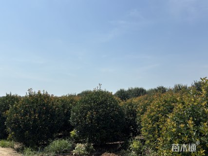 冠幅200厘米红叶石楠球