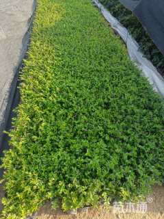 高度20厘米萼距花