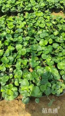 高度15厘米大吴风草