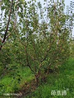 10公分杏树