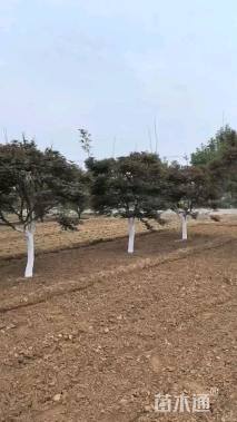 12公分日本红枫