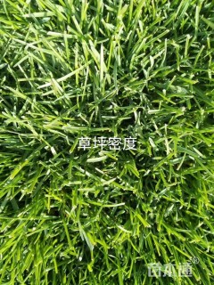 高羊茅
