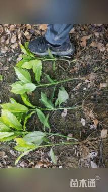 高度30厘米洒金珊瑚