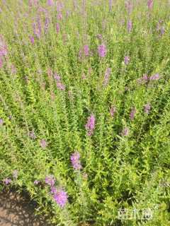 高度80厘米再力花