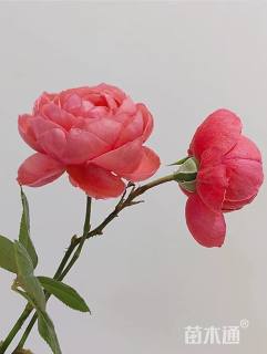 高度90厘米品种月季