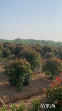 冠幅120厘米红叶石楠球