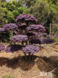 高度150厘米红花继木