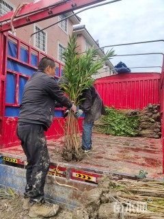 高度150厘米夹竹桃