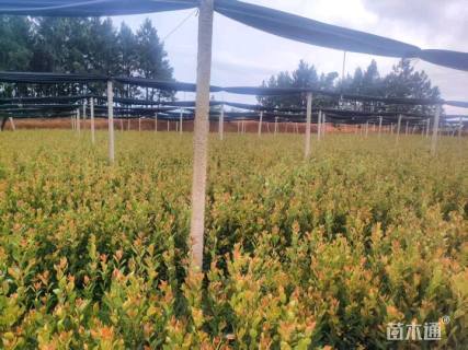 高度80厘米油茶