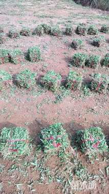 高度50厘米大叶油草