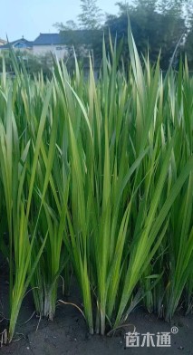 高度40厘米水菖蒲