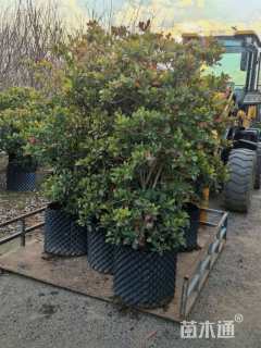 高度150厘米神秘果