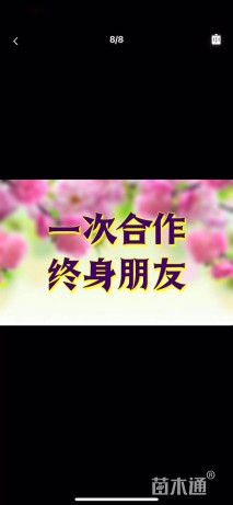 高度15厘米花毛茛