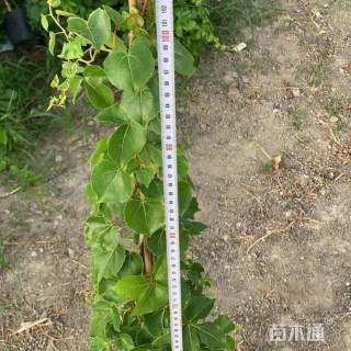 100厘米爬山虎