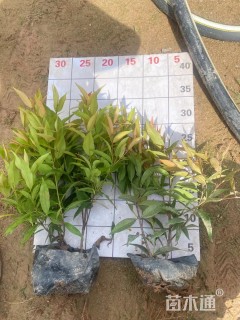 高度180厘米红车