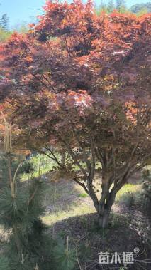 18公分中国红枫