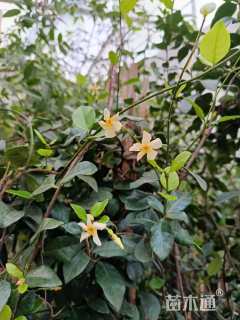 80厘米风车茉莉