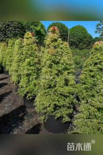 5公分造型金姬水蜡