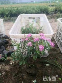 高度30厘米粉花绣线菊