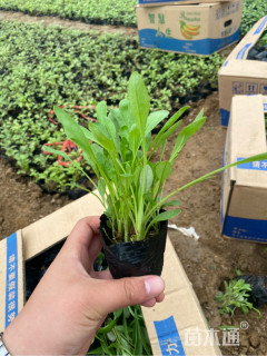 高度15厘米天人菊