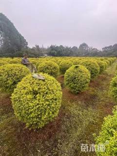 冠幅100厘米亮晶女贞球