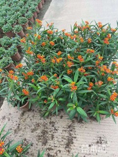 高度30厘米马利筋