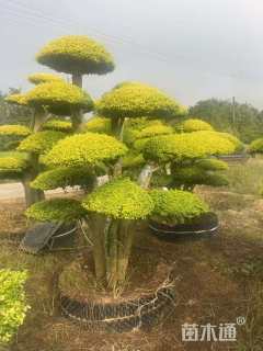 30公分造型亮晶女贞