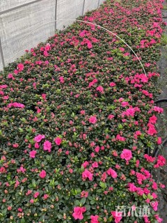 高度20厘米西洋杜鹃