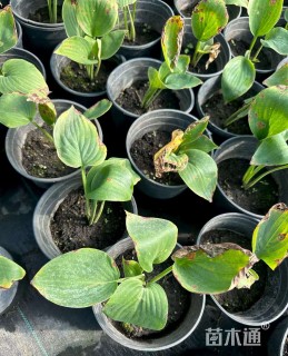 高度10厘米玉簪