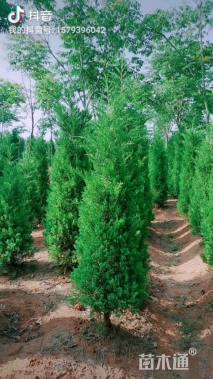 高度200厘米蜀桧